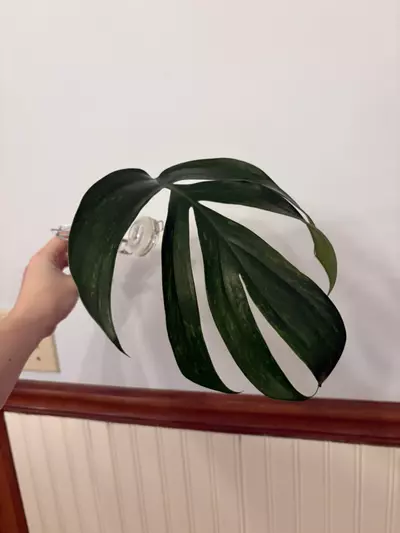 plant/Dragons tail mint cutting -0-thumbnail