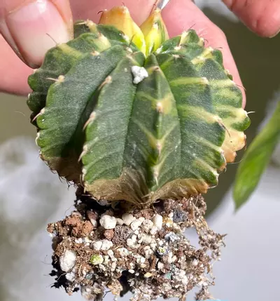 plant/Var. gymno-1-thumbnail