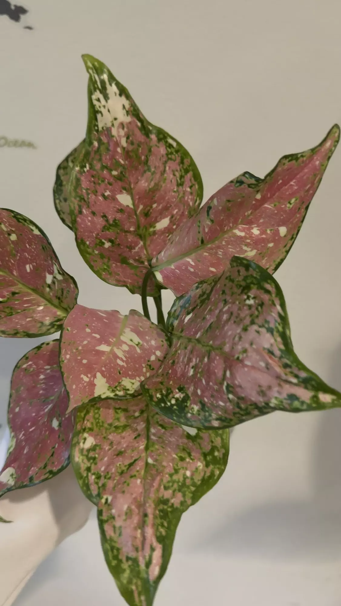 plant/Aglaonema tricolor no 2-0
