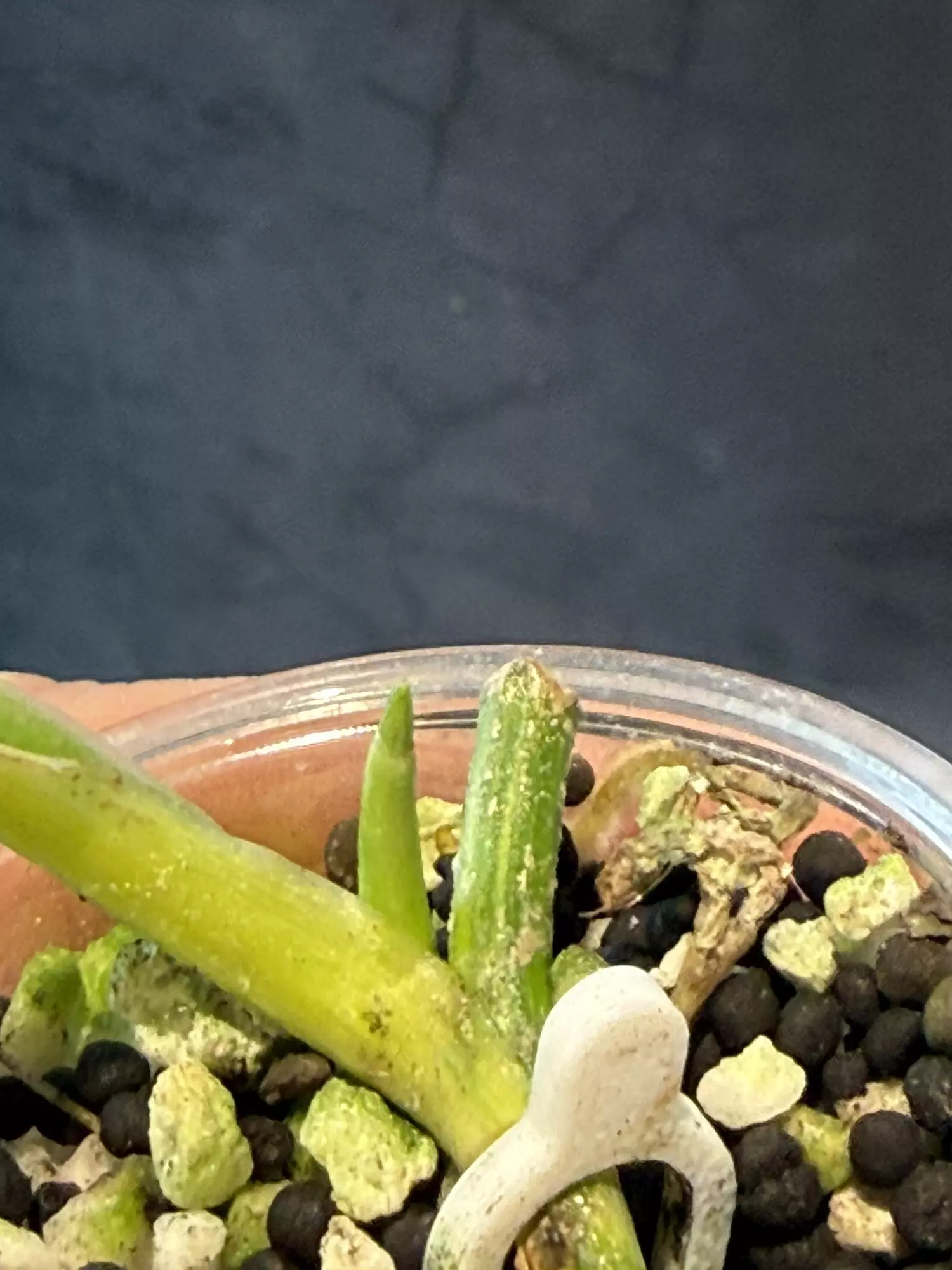 plant/Philodendron variegated silver sword-1