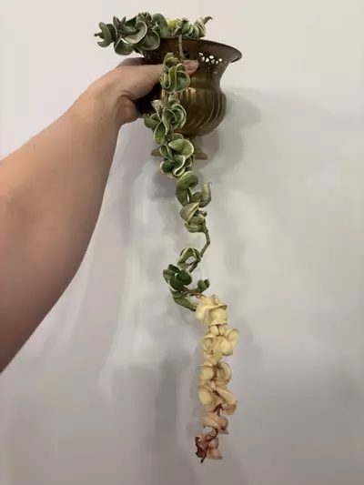 plant/Hoya variegated compacta 2 plants in pot -0-thumbnail