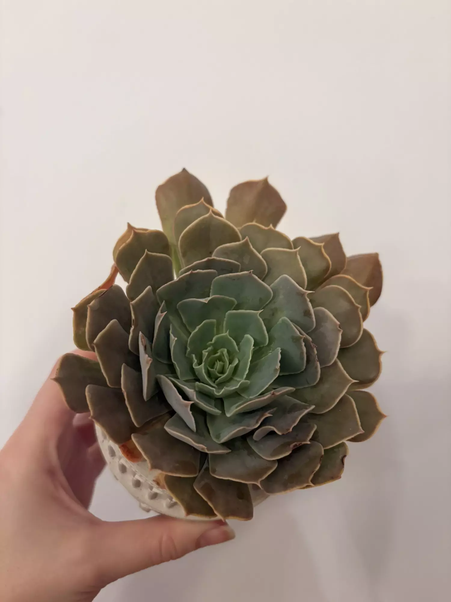 plant/Echeveria -0