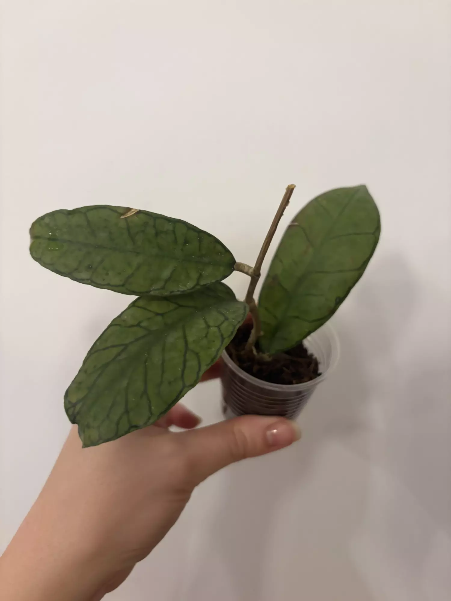 plant/Hoya gunung gading -0