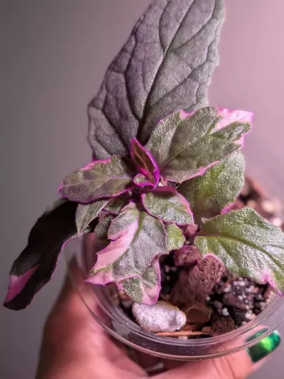 plant/Variegated Purple Passion-1-thumbnail