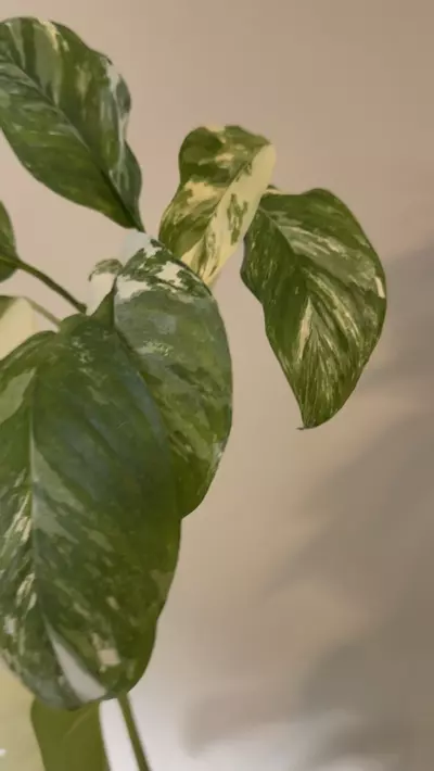 plant/Monstera lechleriana albo variegated-0-thumbnail