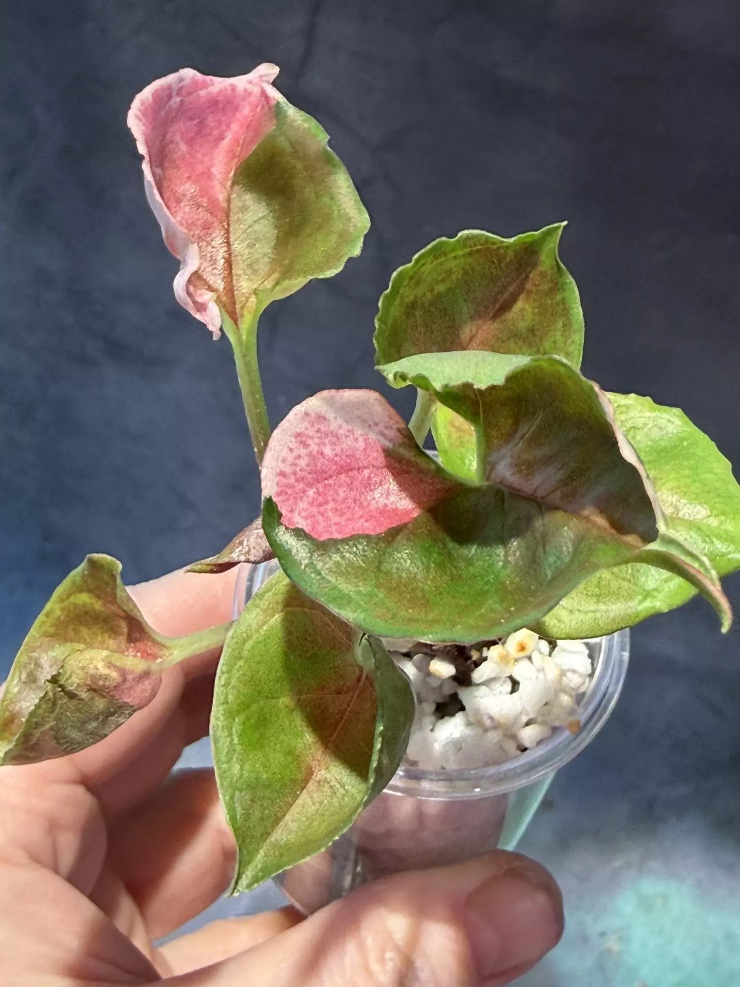 plant/Syngonium strawberry ice-0