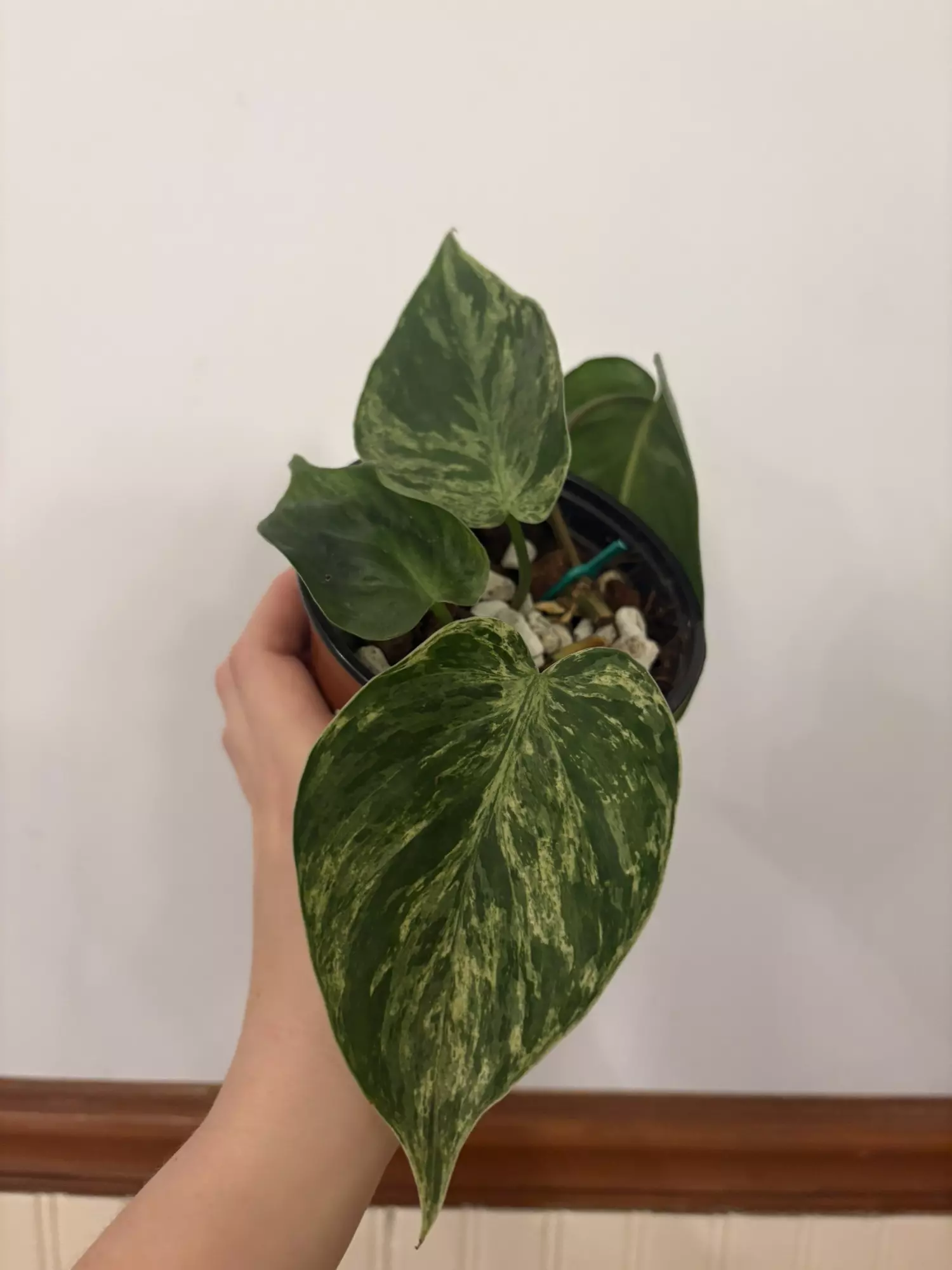 plant/Philo heartleaf variegated -0