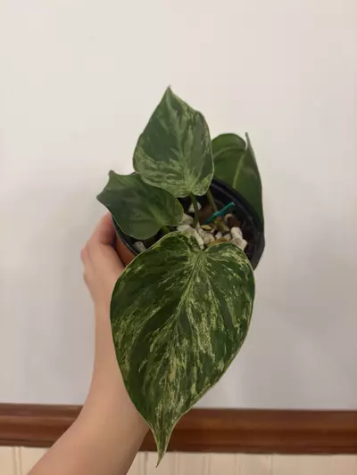 plant/Philo heartleaf variegated -0-thumbnail