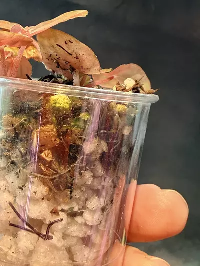 plant/Peperomia sp Kalimantan-3-thumbnail