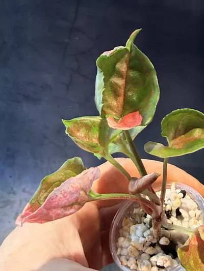 plant/Syngonium strawberry ice-3-thumbnail