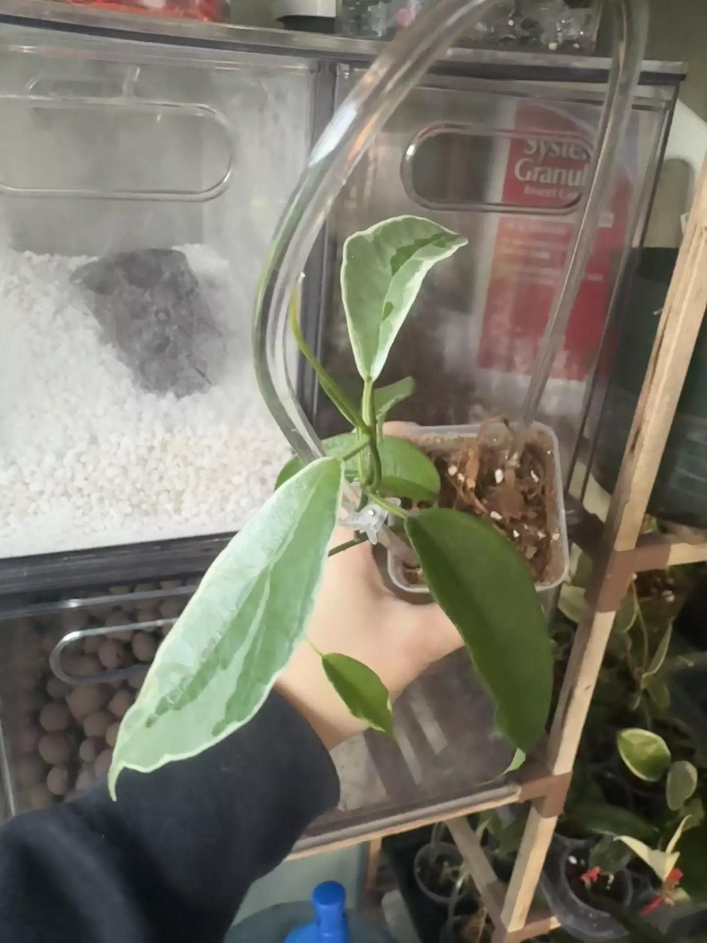 plant/Hoya Buotii Albo-0