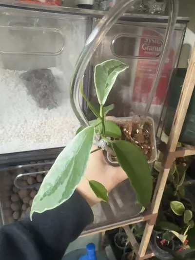 plant/Hoya Buotii Albo-0-thumbnail