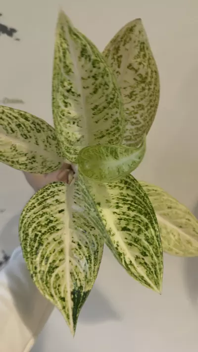 plant/Aglaonema white legacy-0-thumbnail