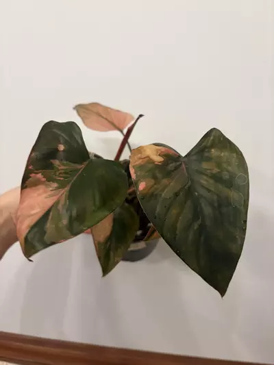 plant/Homalomena pink diamond -0-thumbnail