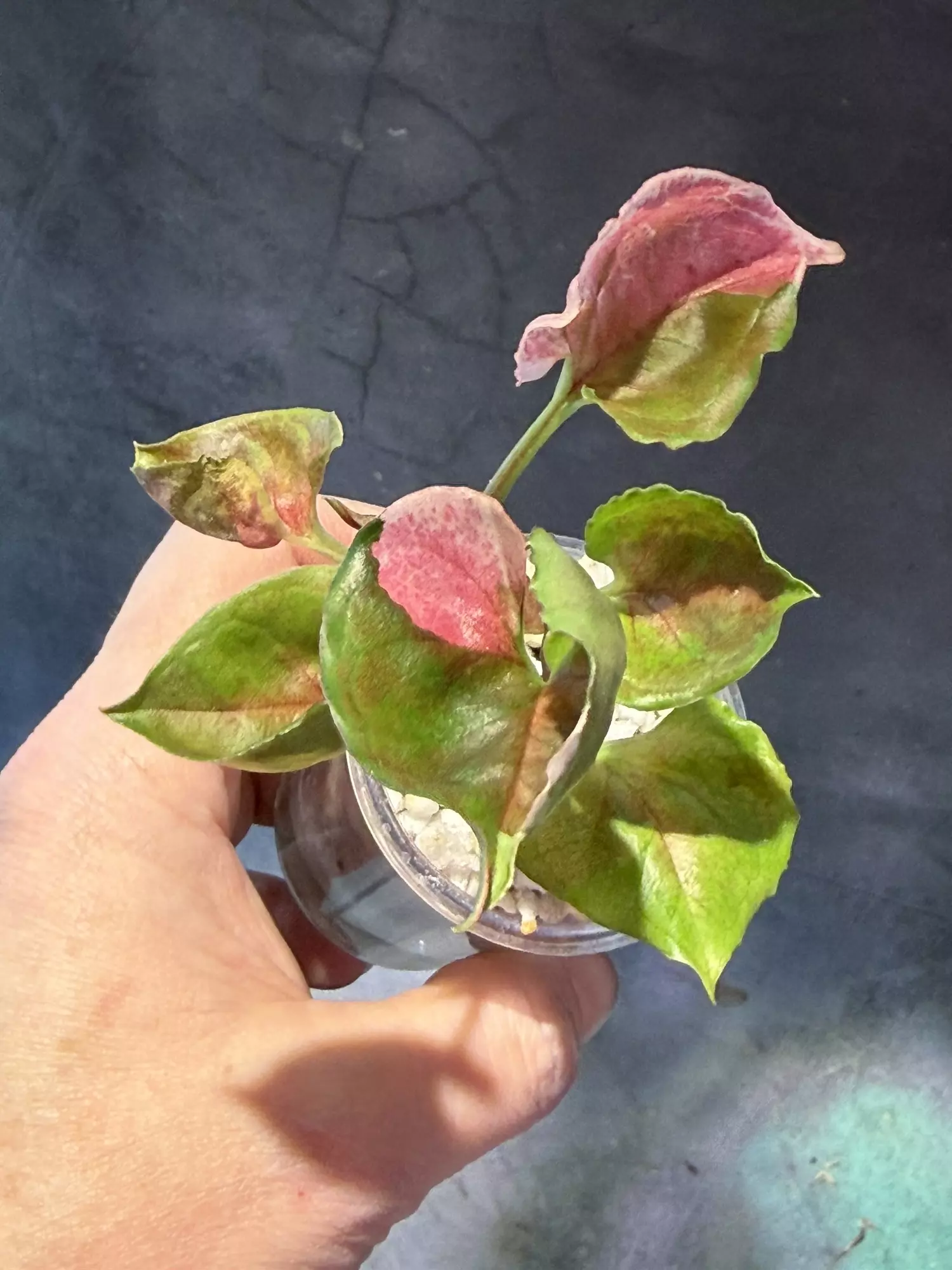 plant/Syngonium strawberry ice-1