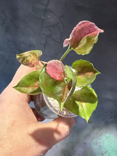 plant/Syngonium strawberry ice-1-thumbnail