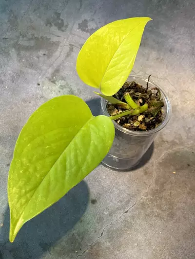 plant/Epipremnum Teruno kaguya-0-thumbnail