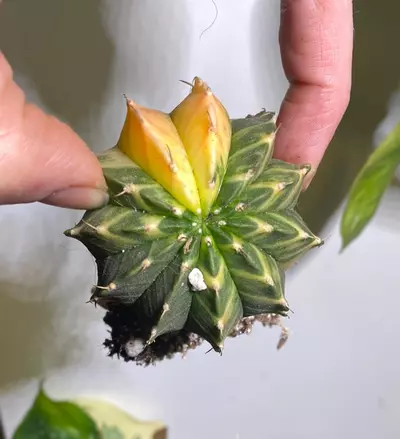 plant/Var. gymno-0-thumbnail