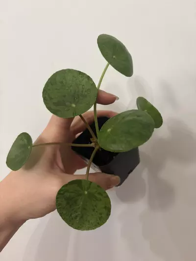 plant/Mojito pilea -0-thumbnail