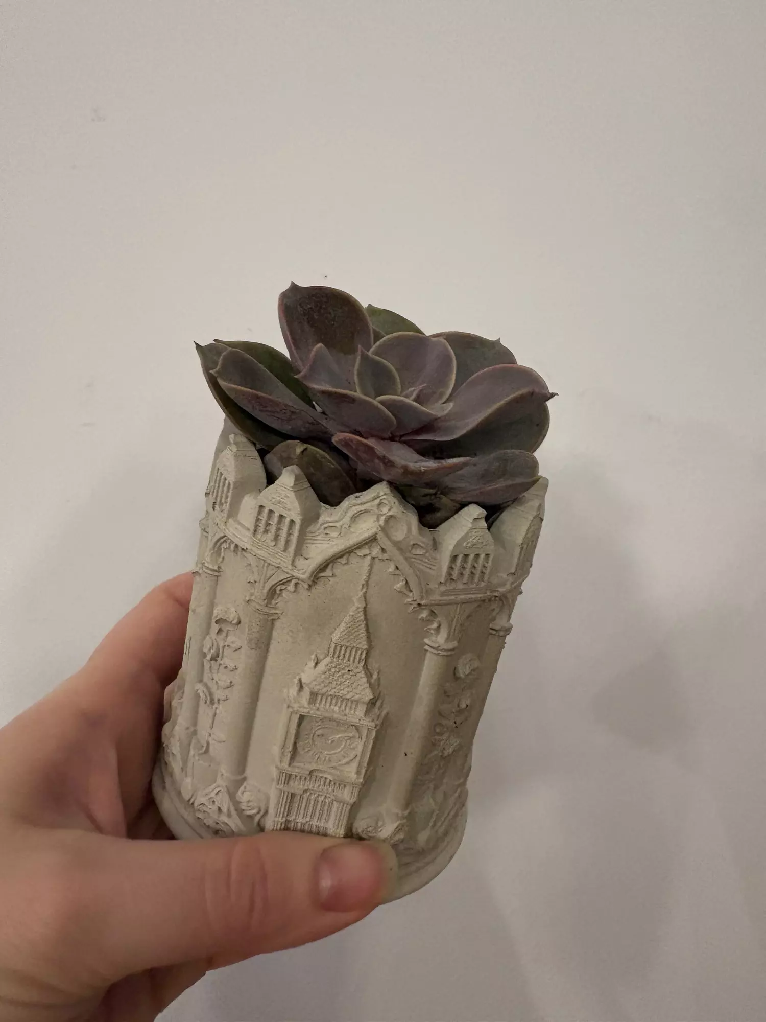 plant/Big Ben pot with succulent -0