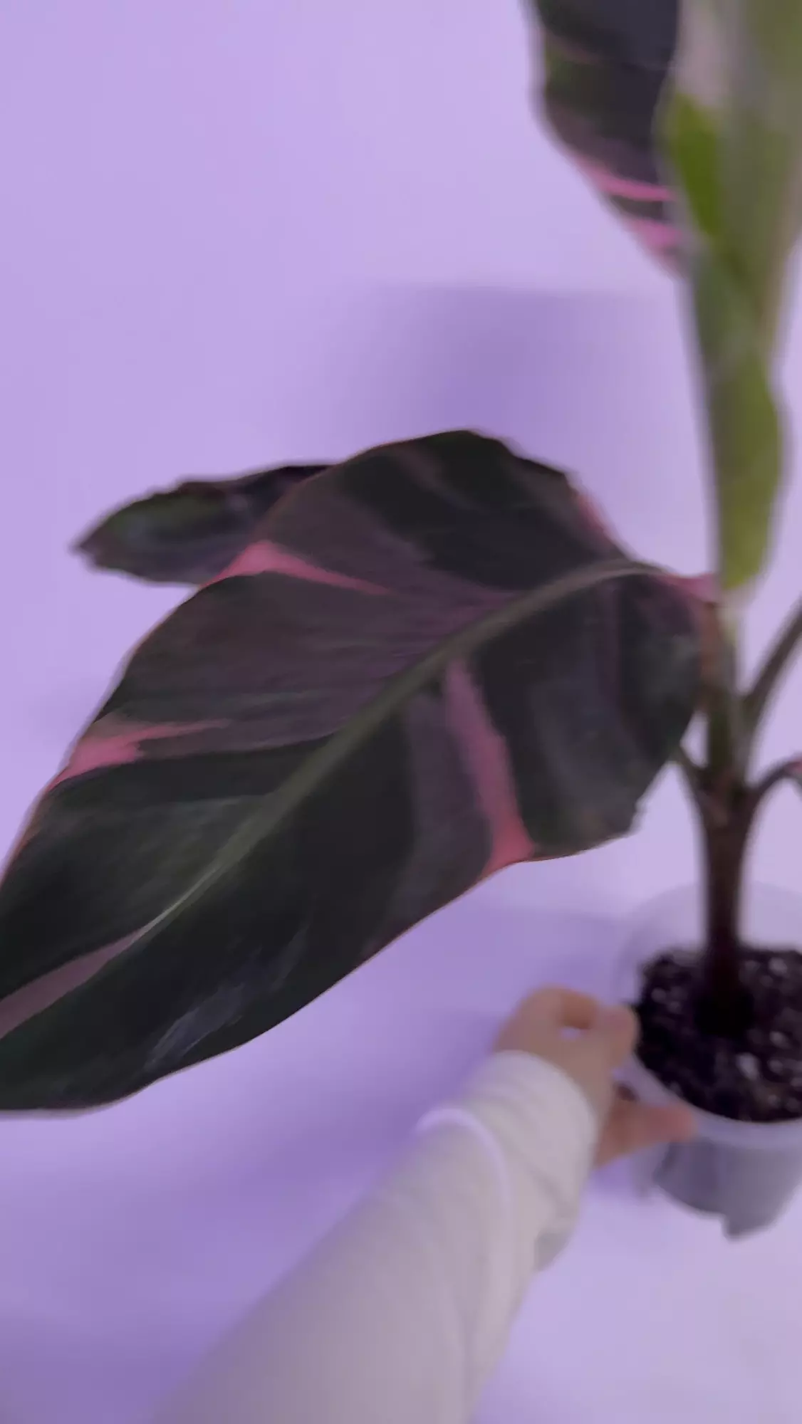 plant/Musa Nono Pink Variegated Banana Tree-0