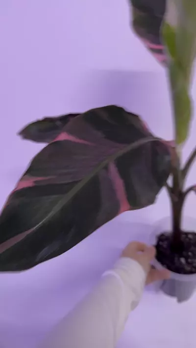 plant/Musa Nono Pink Variegated Banana Tree-0-thumbnail