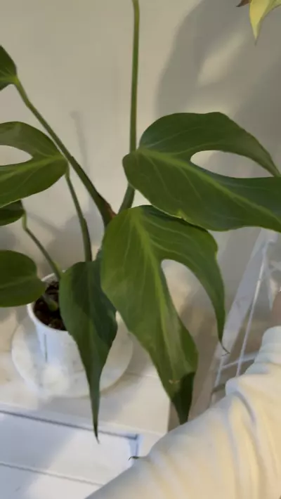 plant/Monstera burle Marx flame-0-thumbnail