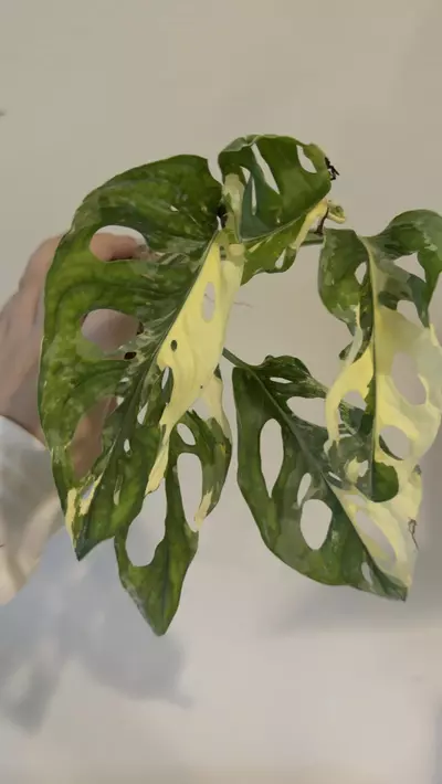 plant/Monstera Adansonii albo variegated fresh import-0-thumbnail