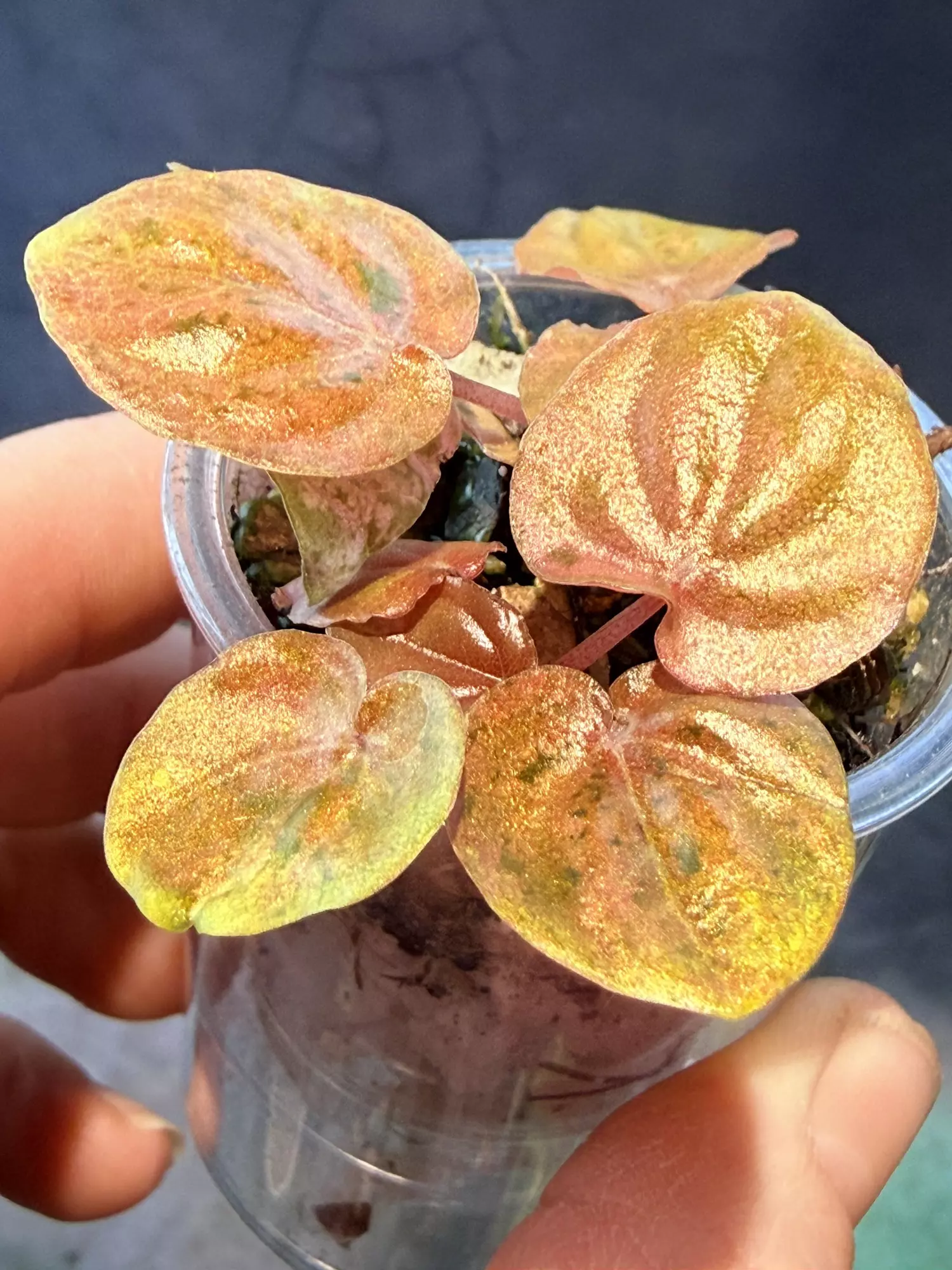 plant/Peperomia sp Kalimantan-1