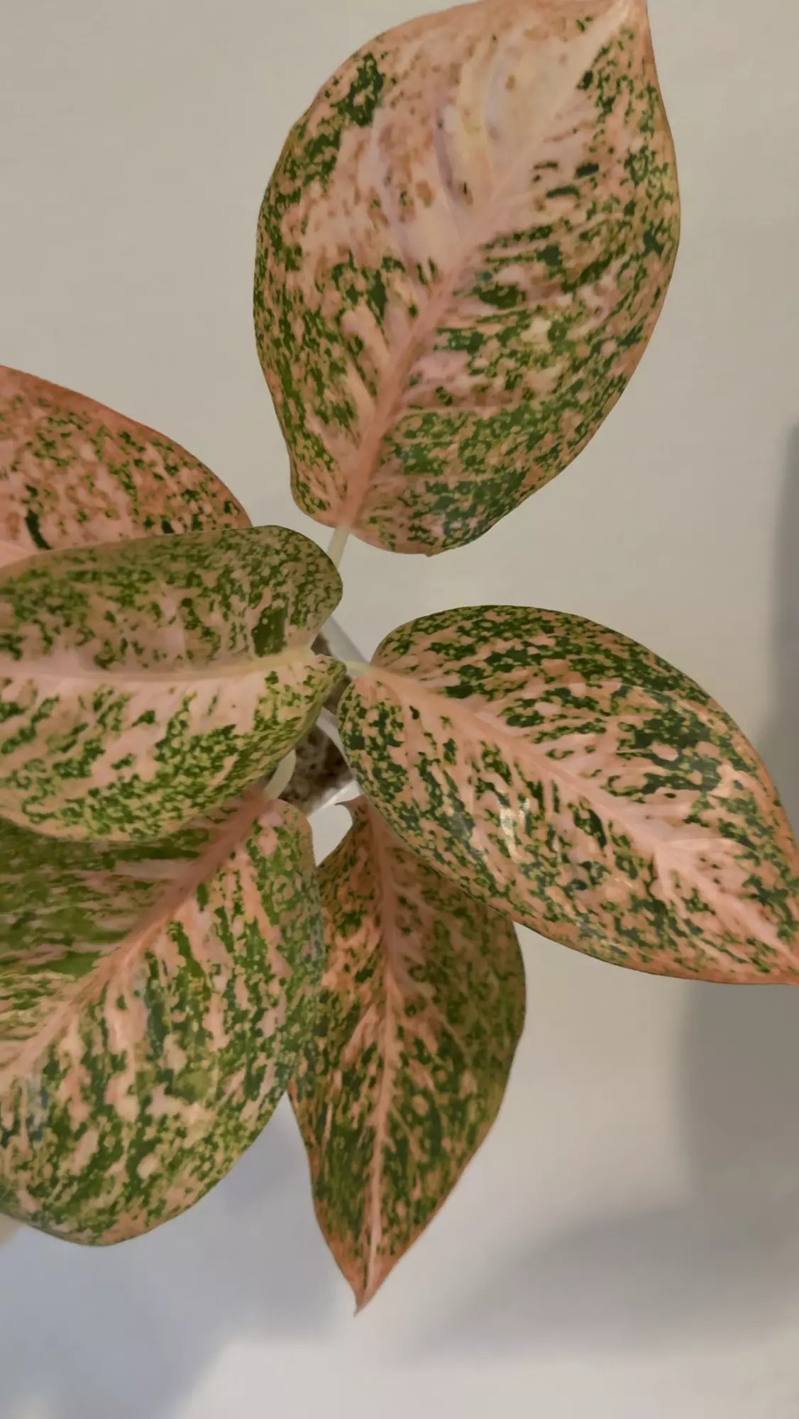 plant/Agaloanmea Orange stardust -0