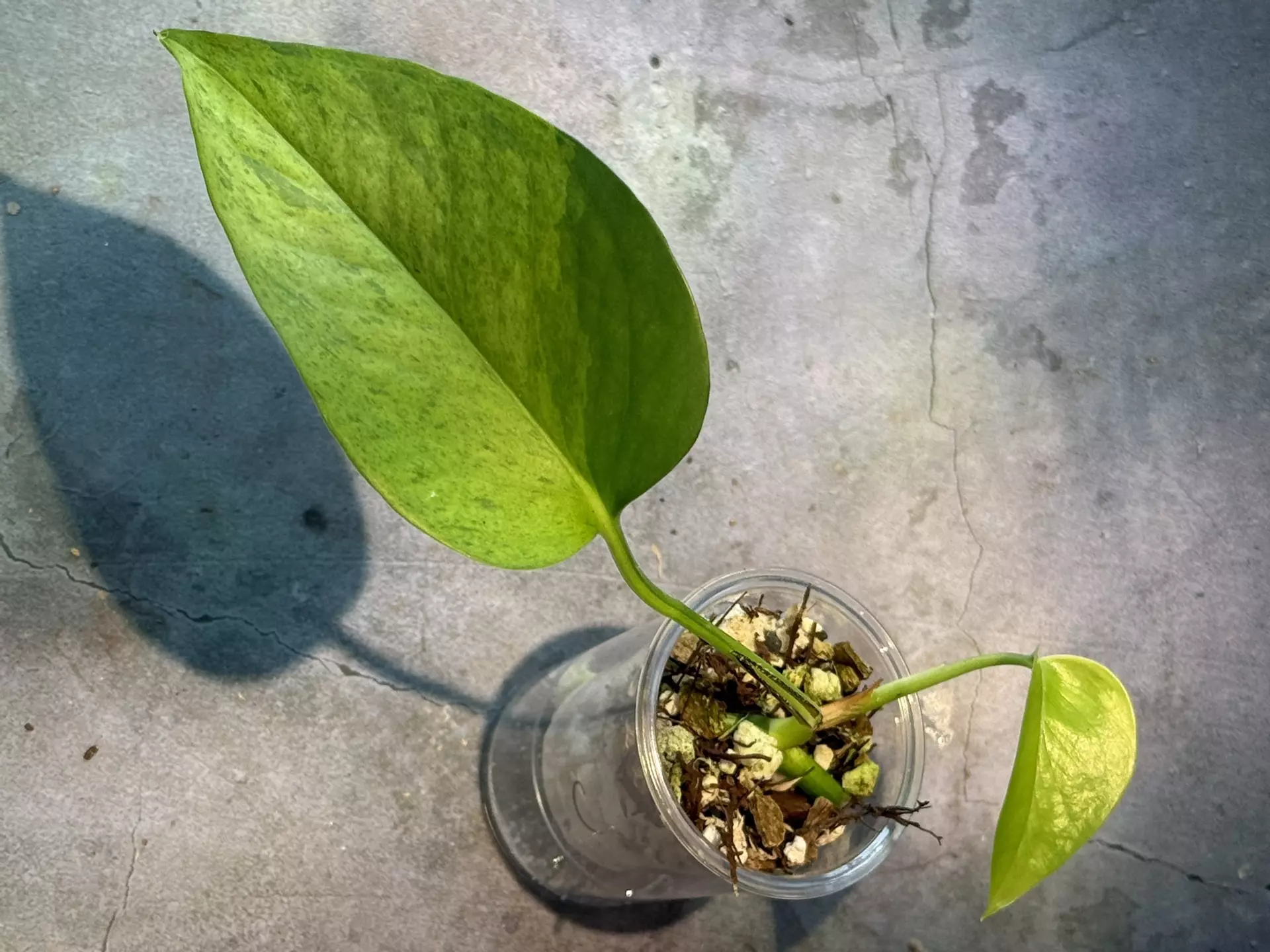 plant/Epipremnum Teruno carnival-0