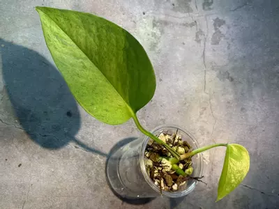 plant/Epipremnum Teruno carnival-0-thumbnail