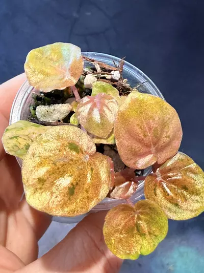 plant/Peperomia sp Kalimantan-2-thumbnail