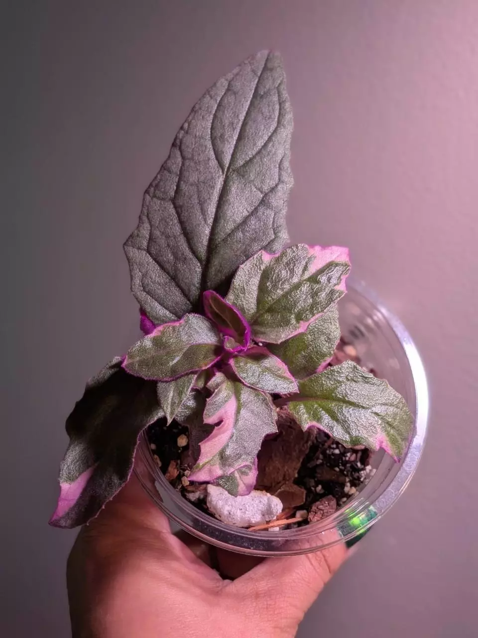 plant/Variegated Purple Passion-0