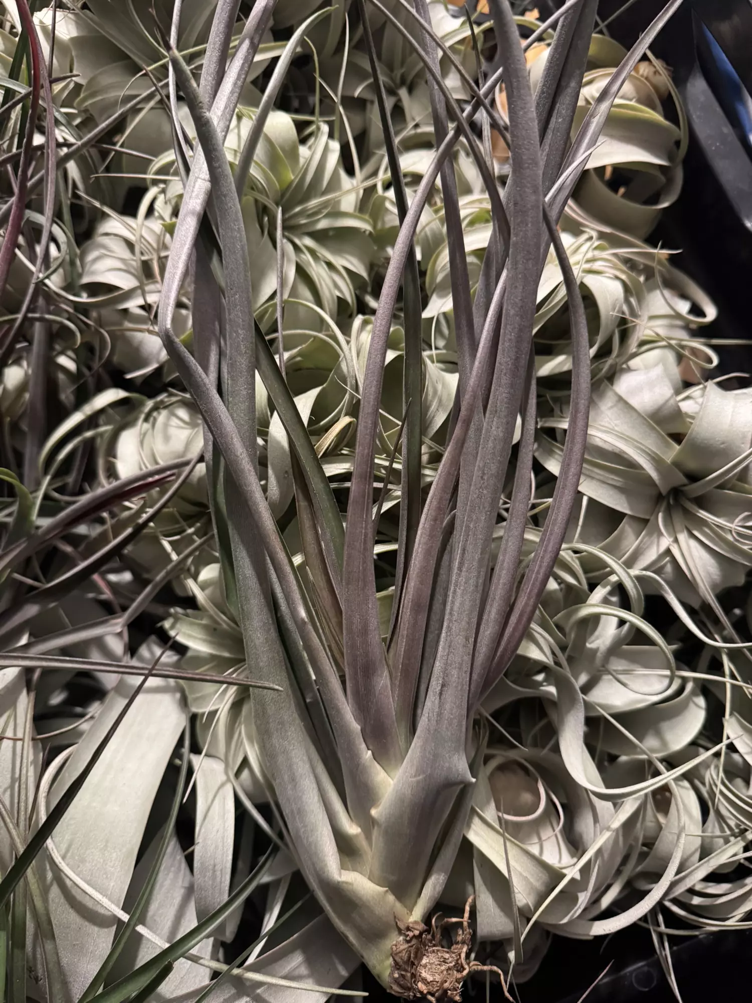 plant/T. flabellata ‘Red Giant’-0