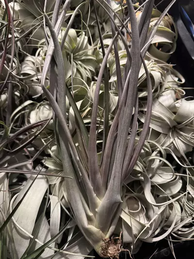 plant/T. flabellata ‘Red Giant’-0-thumbnail