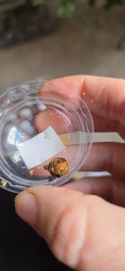 plant/Corazon Corm B-0-thumbnail