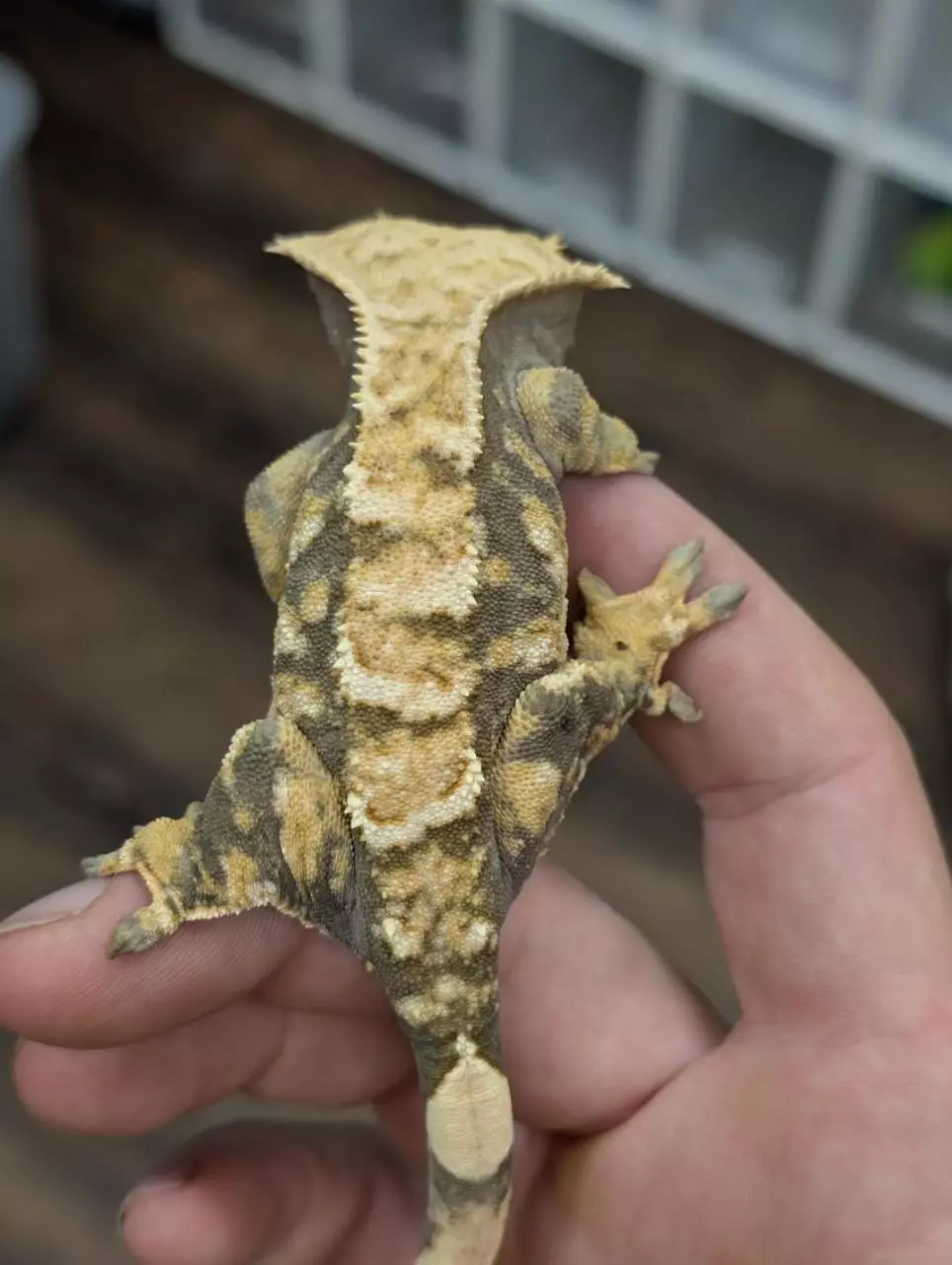 plant/Female Tricolor Tiger-0