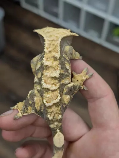 plant/Female Tricolor Tiger-0-thumbnail