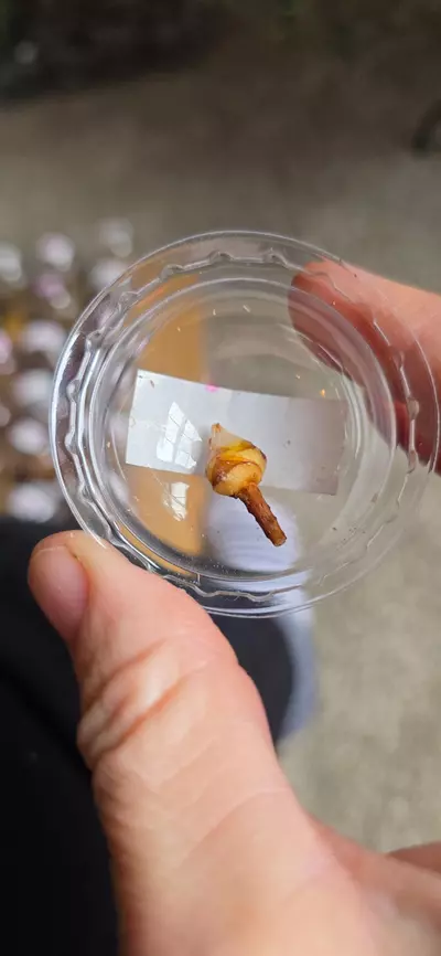 plant/Balloon heart corm C-0-thumbnail