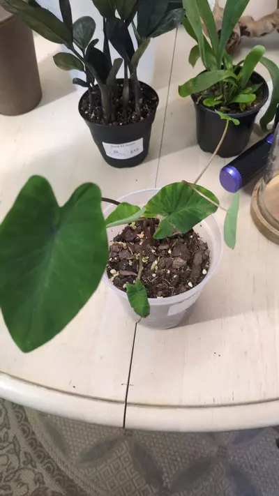 plant/Colocassia Black Stem 5"-0-thumbnail