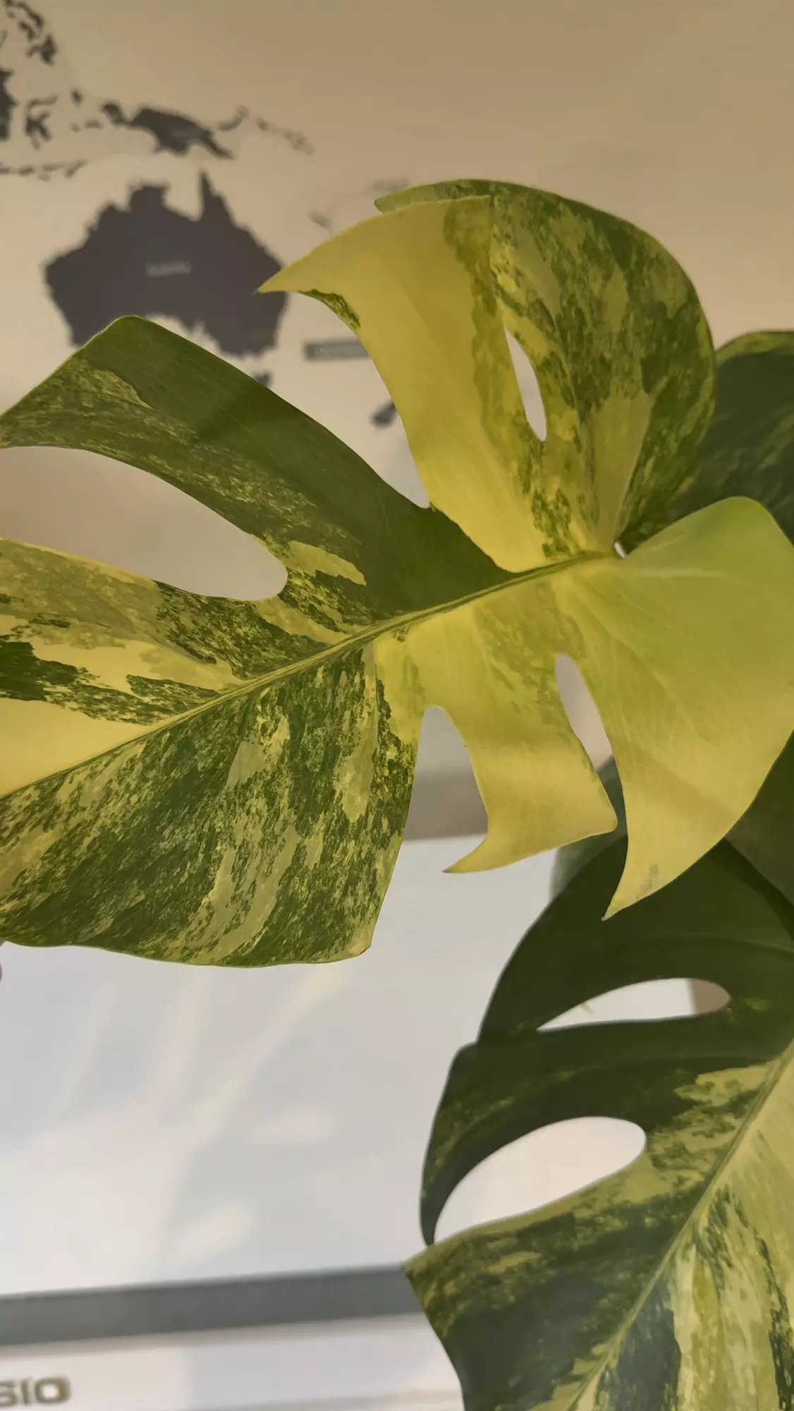 plant/Monstera aurea variegated fresh import-0