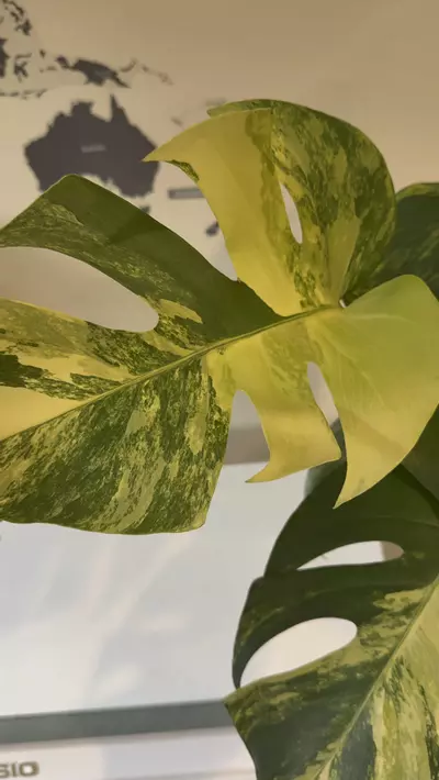 plant/Monstera aurea variegated fresh import-0-thumbnail