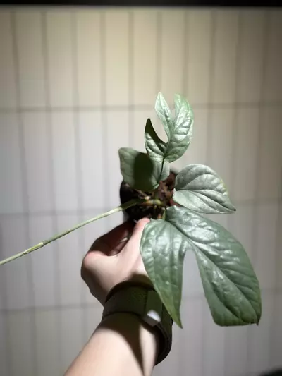 plant/Amydrium Silver-0-thumbnail