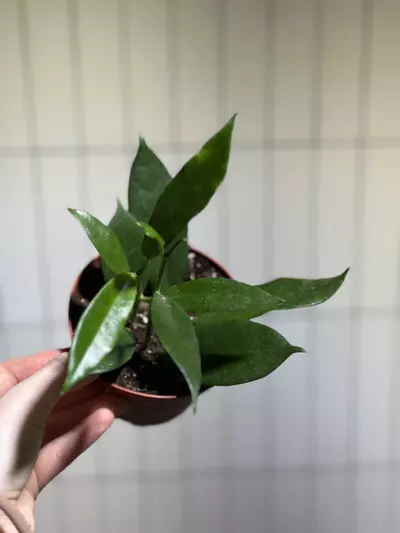 plant/H. australis rupicola-0-thumbnail