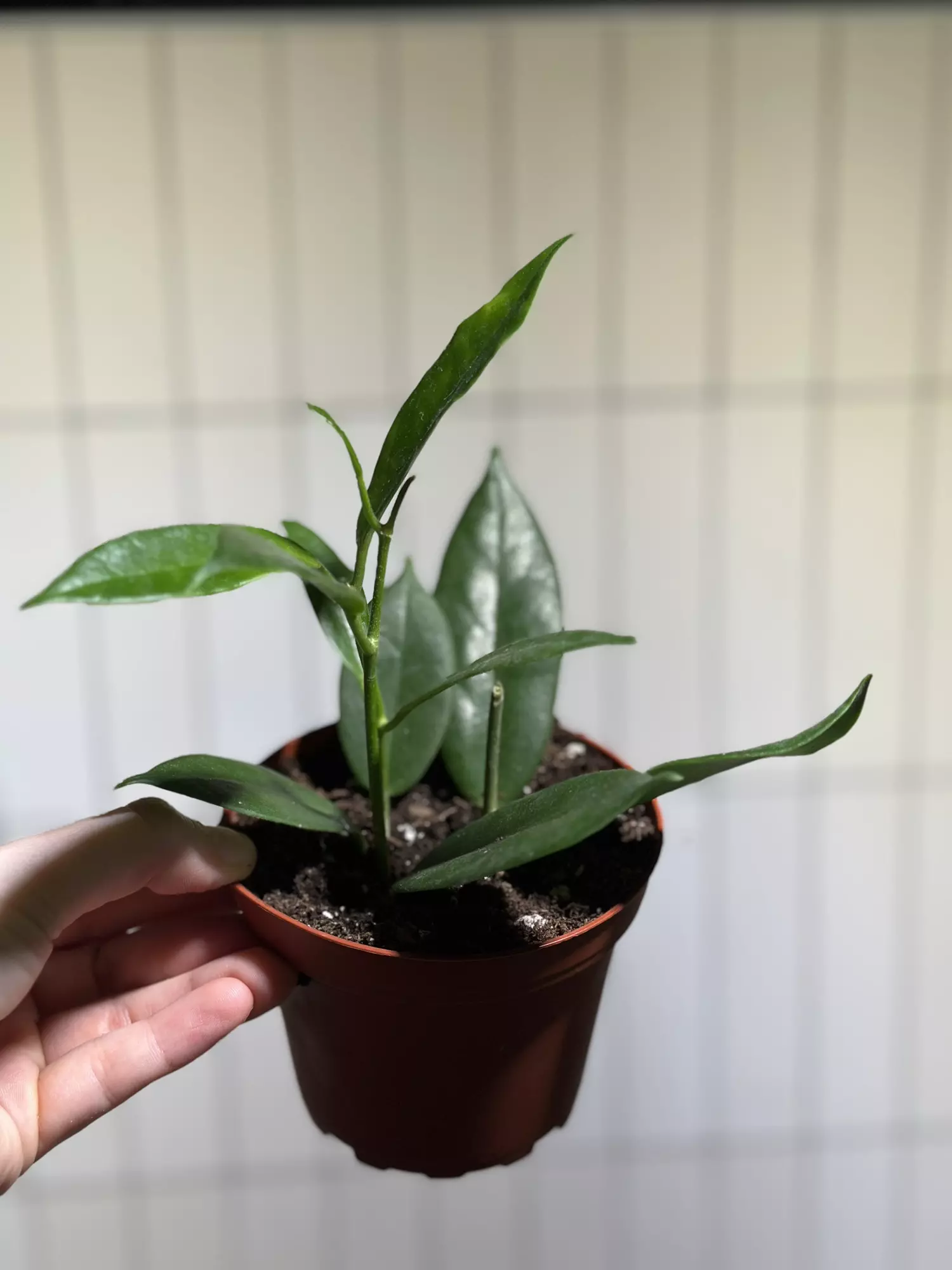 plant/H. australis rupicola-1