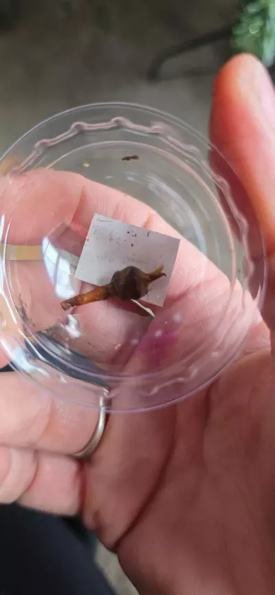 plant/Polly Amazonica corm  E-0-thumbnail