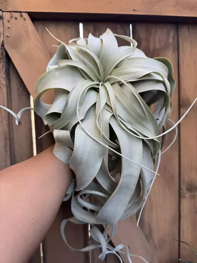 plant/T. xerographica (giant)-0-thumbnail