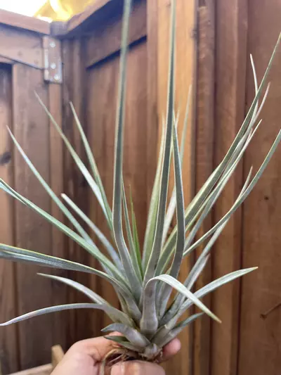 plant/T. punctulatta (giant)-0-thumbnail