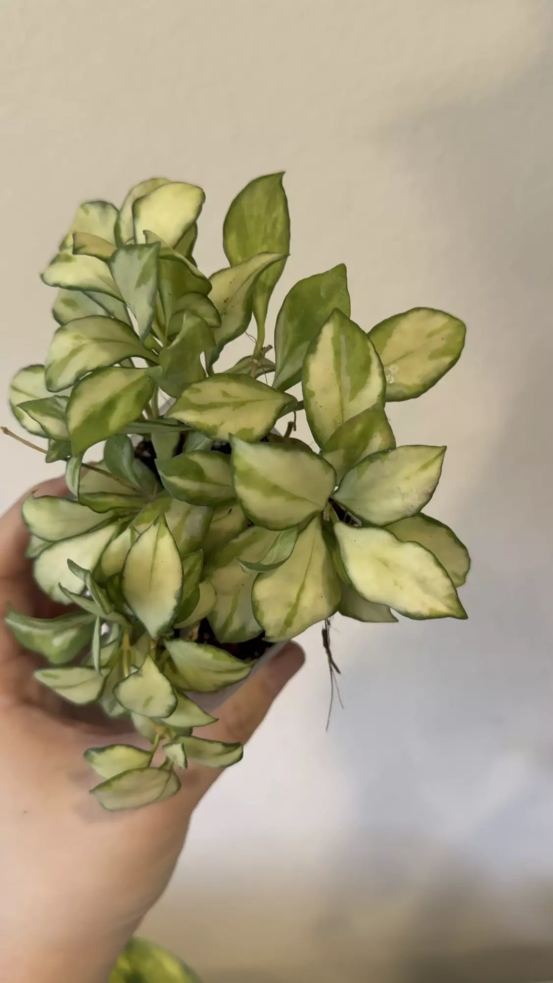 plant/Hoya heuschkeliana variegated-0